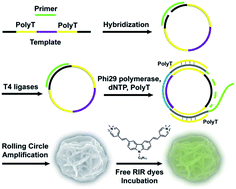 Graphical abstract: Visualization of the intracellular location and stability of DNA flowers with a label-free fluorescent probe