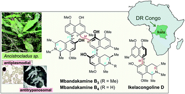 Graphical abstract: Antiprotozoal dimeric naphthylisoquinolines, mbandakamines B3 and B4, and related 5,8′-coupled monomeric alkaloids, ikelacongolines A–D, from a Congolese Ancistrocladus liana