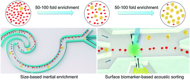 Graphical abstract: Hybrid microfluidic sorting of rare cells based on high throughput inertial focusing and high accuracy acoustic manipulation