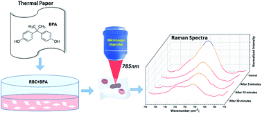 Graphical abstract: Laser Raman tweezer spectroscopy to explore the bisphenol A-induced changes in human erythrocytes