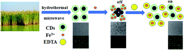 Graphical abstract: Reed-derived fluorescent carbon dots as highly selective probes for detecting Fe3+ and excellent cell-imaging agents