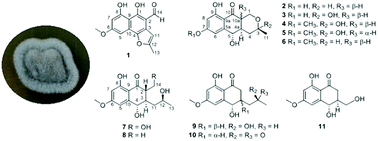 Graphical abstract: Heptaketides from the endophytic fungus Pleosporales sp. F46 and their antifungal and cytotoxic activities