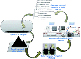 Graphical abstract: Potential of dynamic bacterial communities in the bio-corrosion process: a proof study with surface morphology of metal coupons