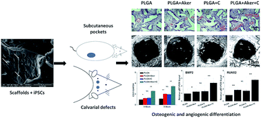 Graphical abstract: Bioceramic akermanite enhanced vascularization and osteogenic differentiation of human induced pluripotent stem cells in 3D scaffolds in vitro and vivo