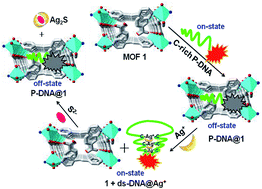 Graphical abstract: Experimental and computational investigation of a DNA-shielded 3D metal–organic framework for the prompt dual sensing of Ag+ and S2−