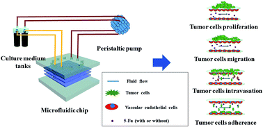 Graphical abstract: Establishment and application of a dynamic tumor-vessel microsystem for studying different stages of tumor metastasis and evaluating anti-tumor drugs