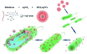 Graphical abstract: Riboflavin-protected ultrasmall silver nanoclusters with enhanced antibacterial activity and the mechanisms