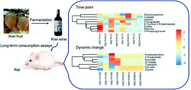Graphical abstract: Health effects of kiwi wine on rats: an untargeted metabolic fingerprint study based on GC-MS/TOF