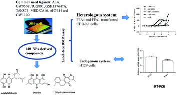 Graphical abstract: Label-free cell phenotypic study of FFA4 and FFA1 and discovery of novel agonists of FFA4 from natural products