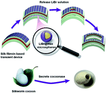 Graphical abstract: Transient bioelectrical devices inspired by a silkworm moth breaking out of its cocoon