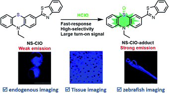 Graphical abstract: A fast-responsive two-photon fluorescent probe for monitoring endogenous HClO with a large turn-on signal and its application in zebrafish imaging