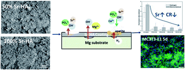 Graphical abstract: Degradation and biocompatibility of a series of strontium substituted hydroxyapatite coatings on magnesium alloys