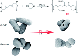 Graphical abstract: An antibacterial and biocompatible piperazine polymer