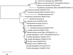 Graphical abstract: Biocementation of soil by calcite/aragonite precipitation using Pseudomonas azotoformans and Citrobacter freundii derived enzymes