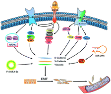 Graphical abstract: Metastasis manners and the underlying mechanisms of ALK and ROS1 rearrangement lung cancer and current possible therapeutic strategies