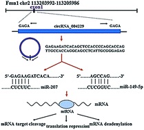 Graphical abstract: The potential role of circRNA_004229 in hair/epidermal regulation after MED1 ablation in keratinocytes