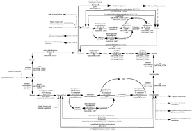 Graphical abstract: Characterization of the genome from Geobacter anodireducens, a strain with enhanced current production in bioelectrochemical systems