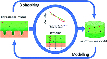 Graphical abstract: Towards bioinspired in vitro models of intestinal mucus