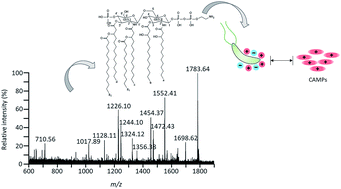 Graphical abstract: Structural characterization of phosphoethanolamine-modified lipid A from probiotic Escherichia coli strain Nissle 1917