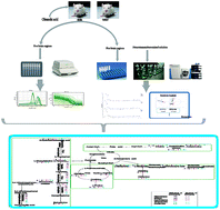 Graphical abstract: Targeted neurotransmitter metabolomics profiling of oleanolic acid in the treatment of spontaneously hypertensive rats