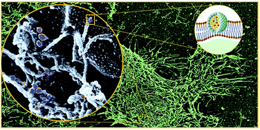 Graphical abstract: Imaging modification of colon carcinoma cells exposed to lipid based nanovectors for drug delivery: a scanning electron microscopy investigation