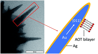 Graphical abstract: A simple one-step procedure to synthesise gold nanostars in concentrated aqueous surfactant solutions