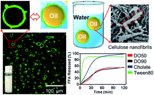 Graphical abstract: Inhibition of oil digestion in Pickering emulsions stabilized by oxidized cellulose nanofibrils for low-calorie food design