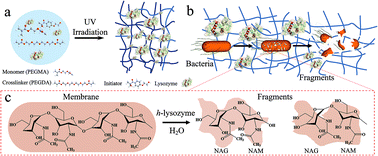 Graphical abstract: Improved antibacterial performance using hydrogel-immobilized lysozyme as a catalyst in water