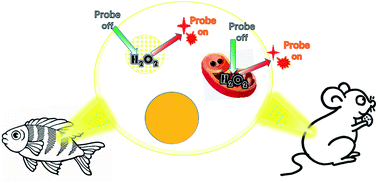Graphical abstract: Research progress in the development of organic small molecule fluorescent probes for detecting H2O2