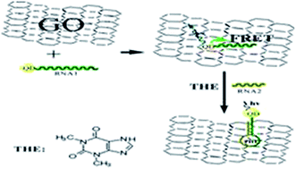 Graphical abstract: A fluorescence sensing platform of theophylline based on the interaction of RNA aptamer with graphene oxide