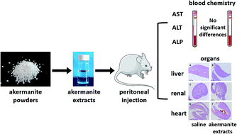 Graphical abstract: In vivo evaluation of the subchronic systemic toxicity of akermanite bioceramic for bone regeneration following ISO standard methods