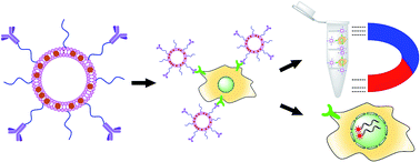 Graphical abstract: Magnetoliposomes with size controllable insertion of magnetic nanoparticles for efficient targeting of cancer cells