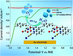 Graphical abstract: Electrocatalytic oxidation of water by the immobilized [CuII(l-ala)(Phen)(H2O)]+ complex on a self-assembled NCS− modified gold electrode