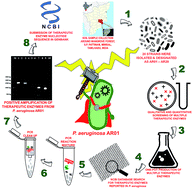 Graphical abstract: Combinatorial approach for screening and assessment of multiple therapeutic enzymes from marine isolate Pseudomonas aeruginosa AR01