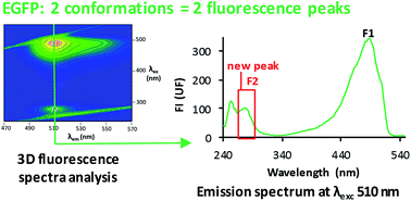 Graphical abstract: Revealing a new fluorescence peak of the enhanced green fluorescent protein using three-dimensional fluorescence spectroscopy