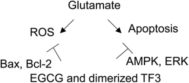 Graphical abstract: Anti-oxidative effects of catechins and theaflavins on glutamate-induced HT22 cell damage