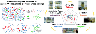 Graphical abstract: Tailoring biomimetic polymer networks towards an unprecedented combination of versatile mechanical characteristics