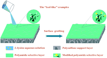 Graphical abstract: Enhancing the permeability and anti-fouling properties of a polyamide thin-film composite reverse osmosis membrane via surface grafting of l-lysine