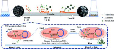 Graphical abstract: Fly ash based robust biocatalyst generation: a sustainable strategy towards enhanced green biosurfactant production and waste utilization