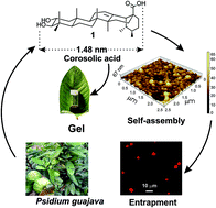 Graphical abstract: Vesicular self-assembly of a natural ursane-type dihydroxy-triterpenoid corosolic acid