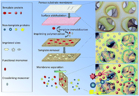 Graphical abstract: Specific purification of a single protein from a cell broth mixture using molecularly imprinted membranes for the biopharmaceutical industry