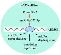 Graphical abstract: The micro RNA hsa-miR-377-3p inhibits tumor growth in malignant melanoma
