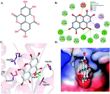 Graphical abstract: Molecular interaction studies on ellagic acid for its anticancer potential targeting pyruvate dehydrogenase kinase 3