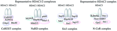 Graphical abstract: Next-generation of selective histone deacetylase inhibitors