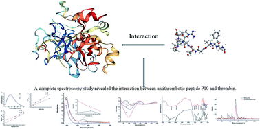 Graphical abstract: Interaction of the synthetic antithrombotic peptide P10 with thrombin: a spectroscopy study