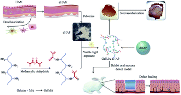 Graphical abstract: Development of a visible light, cross-linked GelMA hydrogel containing decellularized human amniotic particles as a soft tissue replacement for oral mucosa repair