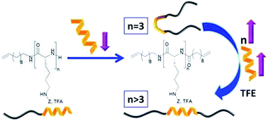 Graphical abstract: Secondary structure of end group functionalized oligomeric-l-lysines: investigations of solvent and structure dependent helicity