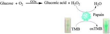 Graphical abstract: Colorimetric detection of hydrogen peroxide and glucose by exploiting the peroxidase-like activity of papain