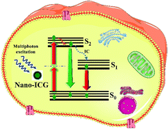 Graphical abstract: The effect of nanoencapsulation of ICG on two-photon bioimaging