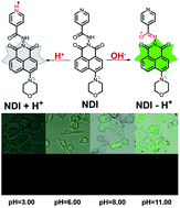 Graphical abstract: A “weak acid and weak base” type fluorescent probe for sensing pH: mechanism and application in living cells